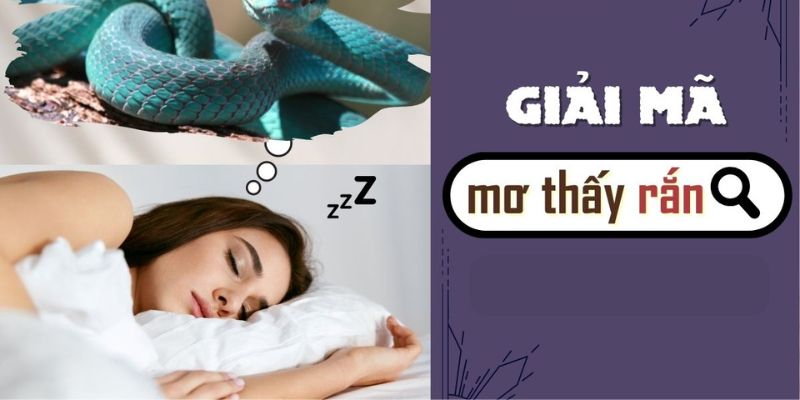 Mơ thấy rắn là điềm gì - Giải mã 1 vài trường hợp tiêu biểu nhất